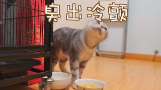 【猫咪吃播合集】猫咪是个吃货！竟然喜欢吃榴莲，吃螺蛳粉却吓出冷颤，哈哈哈！