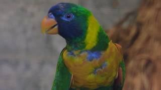 Marigold Lorikeet