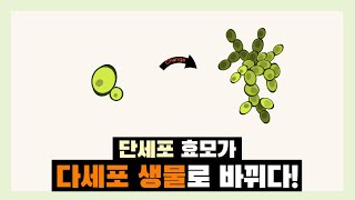 생물의 진화를 관찰한 실험 #진화론 #진화 #생물