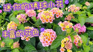 低维护的庭院小花/Lantana 【莎拉养花】