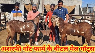 अशरफी गाॅट फार्म के शानदार बीटल बकरो का कलेक्शन #bigbeetalgoat #biggoat