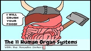 (OLD VIDEO) Human Body Systems: The 11 Champions