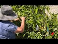 Tanabata Wishing Tree Paper | Japanese Memorial Garden Rededication | CV History Museum