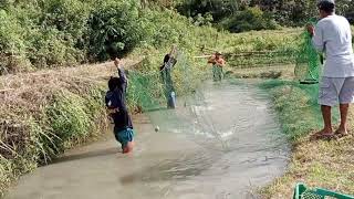 HOW MANY FINGERLINGS TO BE STOCKED PER SQUAREMETER IN AN EARTHEN POND. #tilapiafarming #tilapia