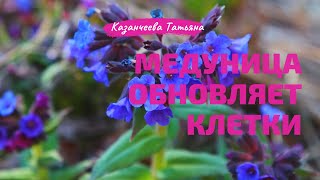 Лекция травницы. Энергетические свойства медуницы.