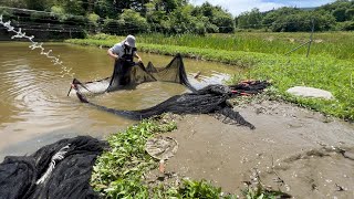 マジか？錦鯉池で厄介な事が…稚魚池を襲う#錦鯉販売 #錦鯉 #koifish