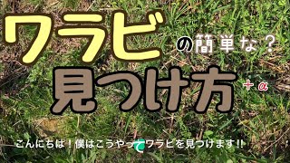 【山菜】見つけにくいワラビを比較的簡単に見つける方法‼︎の動画を撮影していたら突然背後からガサガサと音がして、、、