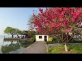 spring in hangzhou 360° tour｜spring beauty of xi lake ｜ 云赏花～桃红柳绿的白堤，正是杭州西湖醉美的春天