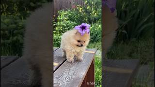 Cute dog with flower #shorts