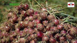 How to Plant, Grow, & Harvest Onions from Start to Finish using IPM | Agribusiness How It Works