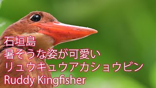 【石垣島のアカショウビン】暑そうなリュウキュウアカショウビン 可愛い表情 Ruddy Kingfisher