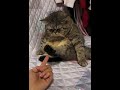 萌宠之 可爱的小猫咪～ 宠物 猫咪的迷惑行为 animals