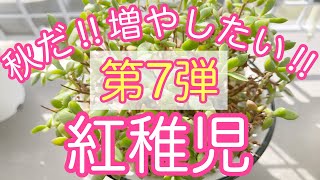 『多肉植物』『ガーデニング』99   秋に向けて増やすシリーズ　第7弾‼︎   紅稚児