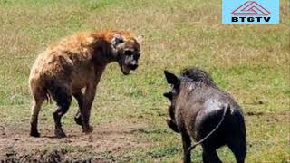 #হায়না প্যাক আক্রমণ সিংহ#Hyena pack attacks lion