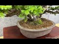 12th kijo bonsai exhibition 第12回 亀城盆栽展 2023 january part 4