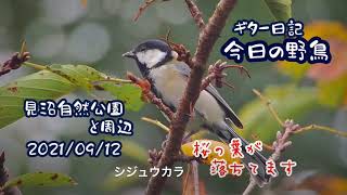 ギター日記　今日の野鳥　・　見沼自然公園と周辺　2021年9月12日