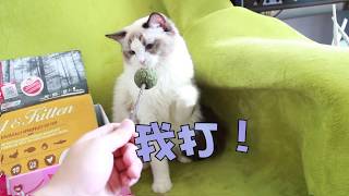 布偶猫咪第一次见到猫薄荷，不仅不吃而且吓坏了~主人还吓唬它