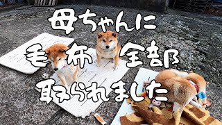 2023年4月17日(月) 母柴に毛布を全部取られて悲しげに直訴する柴犬