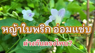 เกษตรพอเพียง ต้นอ่อมแซ่บกับหญ้าใบพริกต่างกันตรงไหน เกษตรผสมผสาน ปลูกผักกินเอง พืชไร่พืชสวน