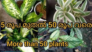 low price plants for beginners|flowering plants|indoor plants ☘️