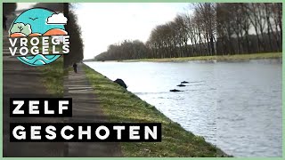 Wilde zwijnen steken kanaal over | Zelf Geschoten | Vroege Vogels