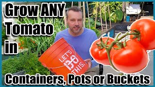 How to Grow Tomatoes in Containers, Pots or Buckets. Container Gardening.
