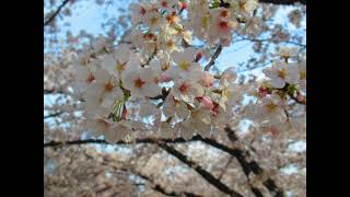 Cherry Blossom/桜【Part11】☆京都府立植物園 in Kyoto