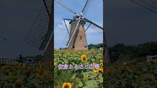 【佐倉ふるさと広場ひまわり🌻】千葉県佐倉市　お花見