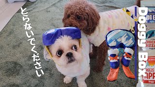 【2022年Doggy Box1月】興奮状態の犬との開封！～ドギボでスキー！～多頭飼い～チワワ・シーズー・ミニチュアピンシャー・トイプードル