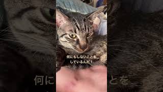 キジトラは今日も働きません😃 #shorts #catvideos #猫 #cat #白猫 #キジトラ猫 #保護猫 #ねこのいる暮らし #ペット