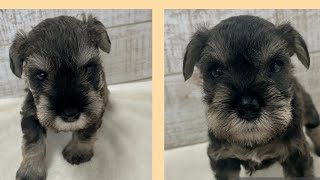 生後1ヶ月のミニチュアシュナウザーの仔犬