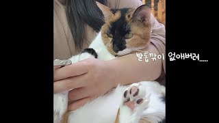 19마리 고양이 발톱 깎는 영상 (세로 버전)