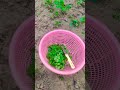 Harvesting time #nature #gardengreensmusic #gardening #garden #wintergarden