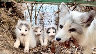 Wow! A mother fox brought her baby foxes 🦊 from the forest to my home. 🦊😘🥰❤👍👍👍