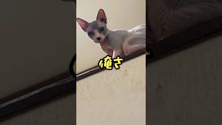 スフィンクス猫チャイとシャム猫もどきセンのトントントン#shorts#cat #猫#sphynx