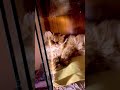 cat sleeping fluffy cat fluffyfriend catvideo dailyshorts youtubeshorts