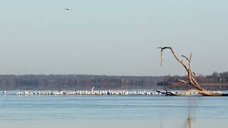 20250123 Ring billed Gulls 1 4K