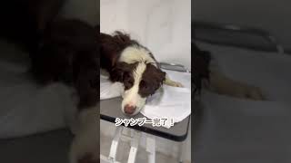 ペットサロンでの愛犬に密着！！【ボーダーコリー】【トリミング】