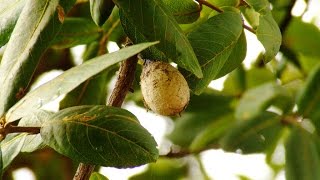 Ayurvedic Benefits of Belliric Myrobalan (Baheda) for Itching Treatment | Acharya Balkrishna