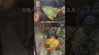 【閲覧注意】カエルVSゴキブリ