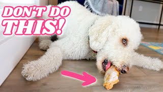 STOP Giving Dog Bones BEFORE Watching THIS 🍖 (seriously)