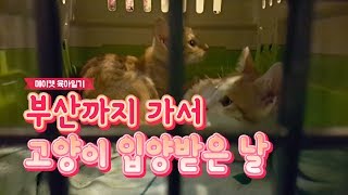 고양이 입양하기 위해 서울에서 ktx 타고 부산행