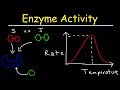 Factors Affecting Enzyme Activity - pH, Temperature, Competitive and Noncompetitive Inhibition