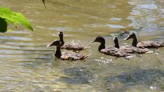 Mallard Ducks release