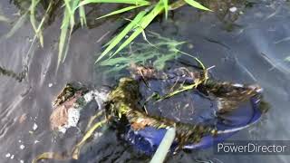 北海道・富良野　ベベルイ川で魚捕り