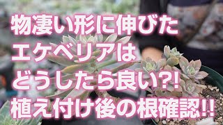 【多肉植物】物凄い形に伸びたエケベリアはどうしたら良い?!アエオニウム植え付け後の根の確認!!【succulent】トロピカルガーデン