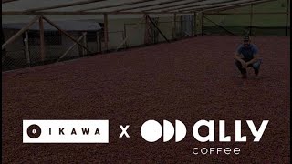 IKAWA x Ally - Coffee Connected Autumn Series Highlight