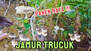 Berburu Jamur Panen Banyak Jamur Barat Jamur Trucuk, Cari Jamur, Mushroom Hunting