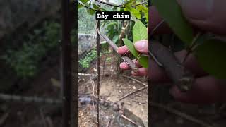 Bẫy chim bằng cây canh châu #baychim #birdtrap