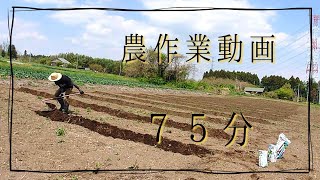 農作業動画　畑作業風景　癒やしの75分（作業用BGM）#asmr